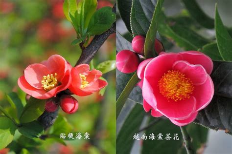 海棠茶花種植|海棠茶花 (越南抱莖茶)－小姊姊の花花視界｜痞客